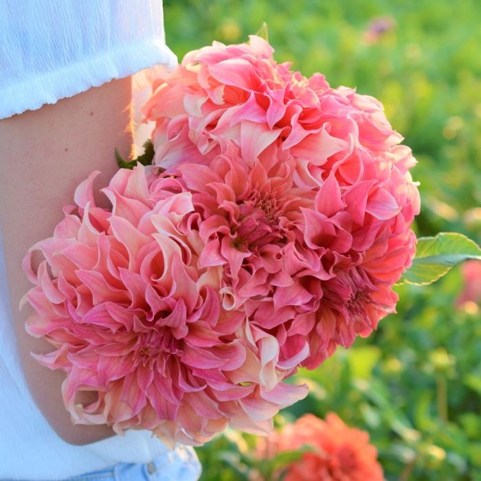 Dahlia Wyn's Moonlight Sonata - top quality dahlia tubers