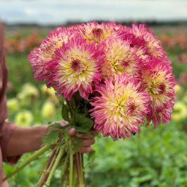Dahlia Caproz Josephine, top quality dahlia tubers directly from