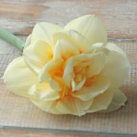 Daffodil Manly
