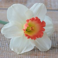 Daffodil Pink Charm