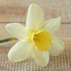 Daffodil Curlew