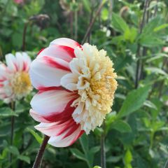 Dahlia Bon Odori
