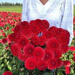 Dahlia Red Cap