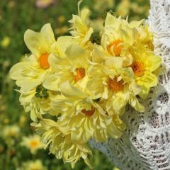 Dahlia Yellow Bird