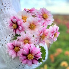 Dahlia Edge of Joy