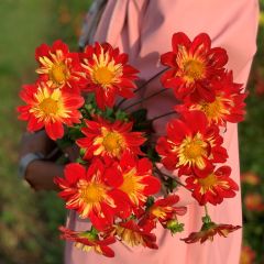 Dahlia La Gioconda