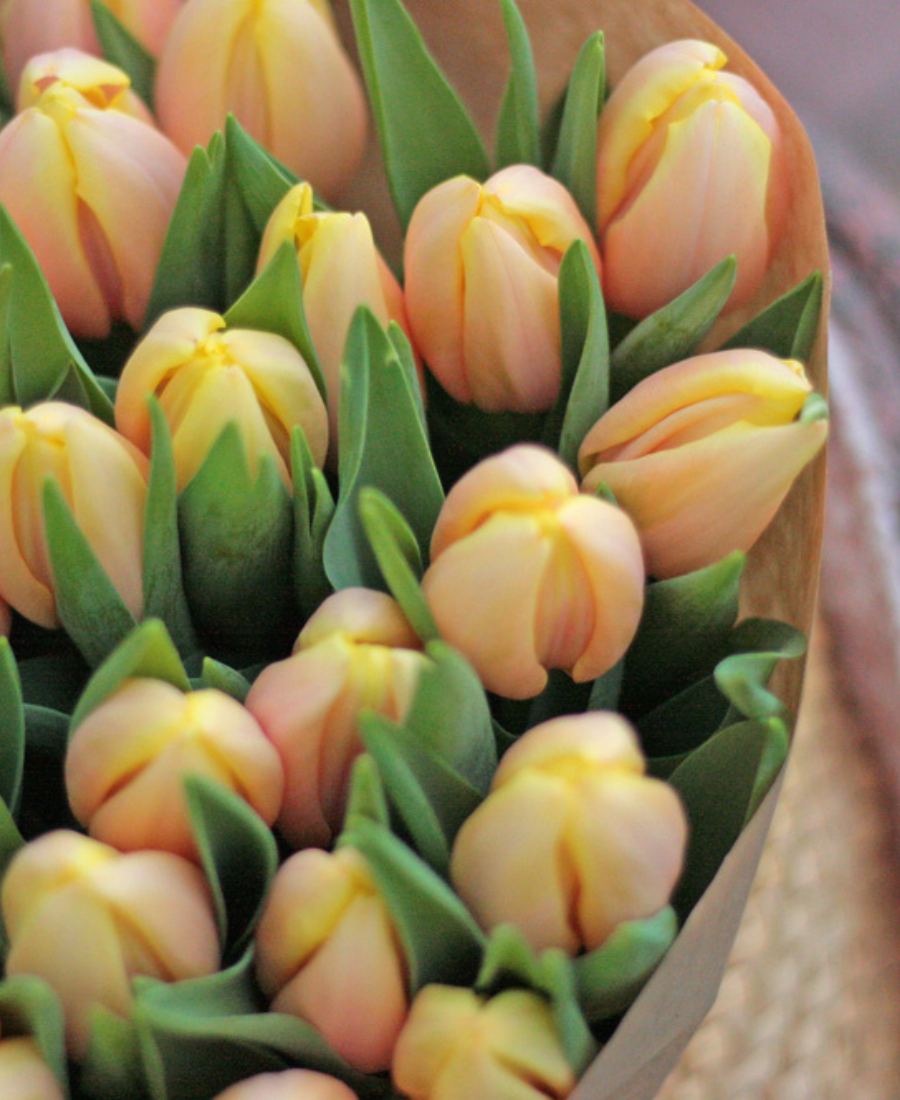 Buy Tulips For Sale